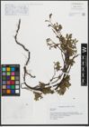 Foto von Salix retusa L.